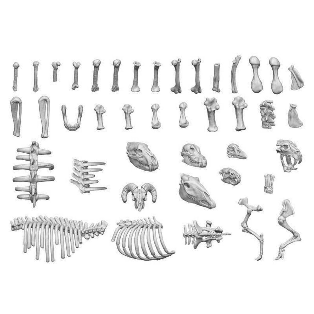 3D printed set - Animal Bones 1:48