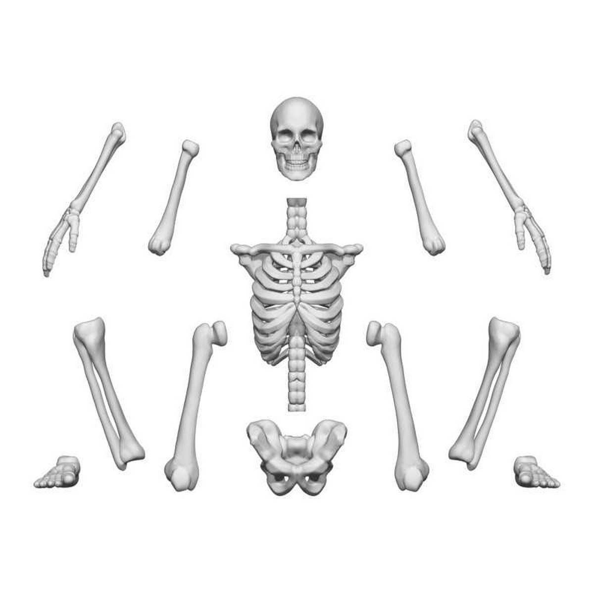 3D printed set - Human Skeletons 1:35