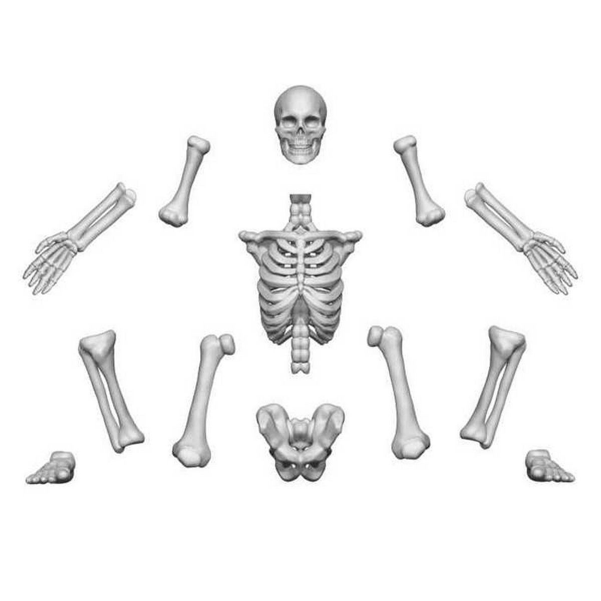 3D printed set - Human Skeletons 1:48