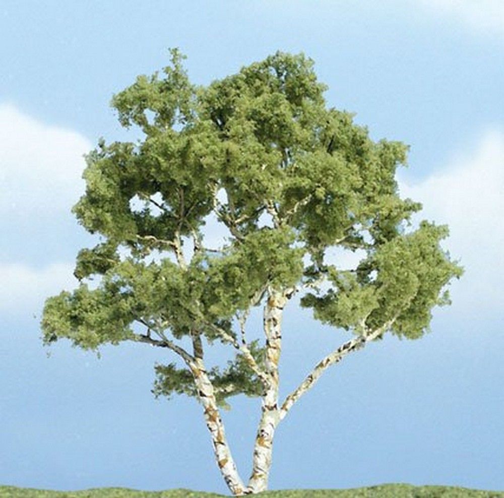 3 7/8" Premium Birch (1 / Pk)
